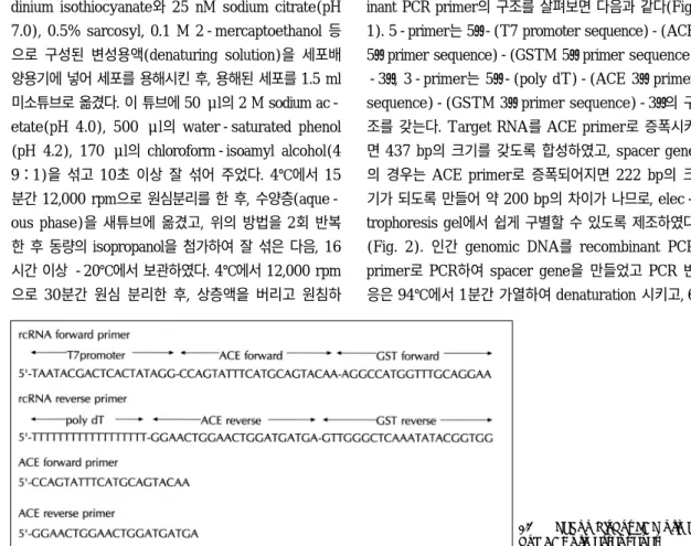 Fig. 1. Recombinant PCR primer  and ACE primer sequenes. 
