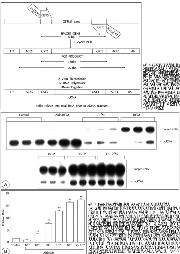Fig. 3. Effect of aldosterone on ACE mRNA expression. 