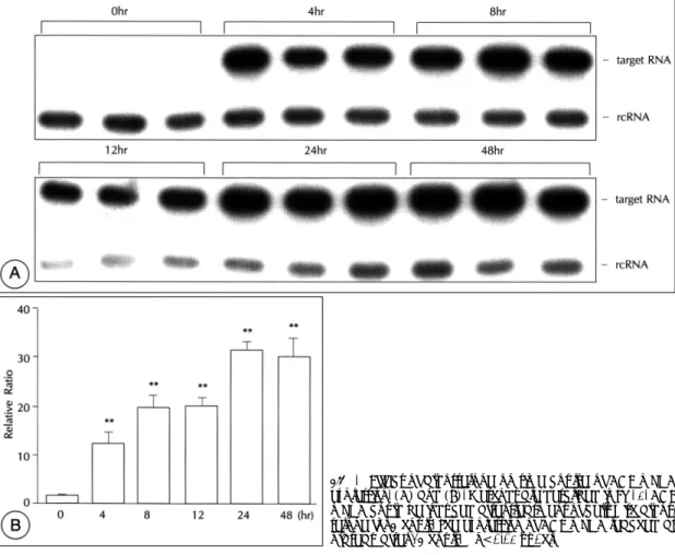 Fig. 4. Effect of aldosterone on time course of ACE mRNA expression. (A) and (B). Methods are described in Fig