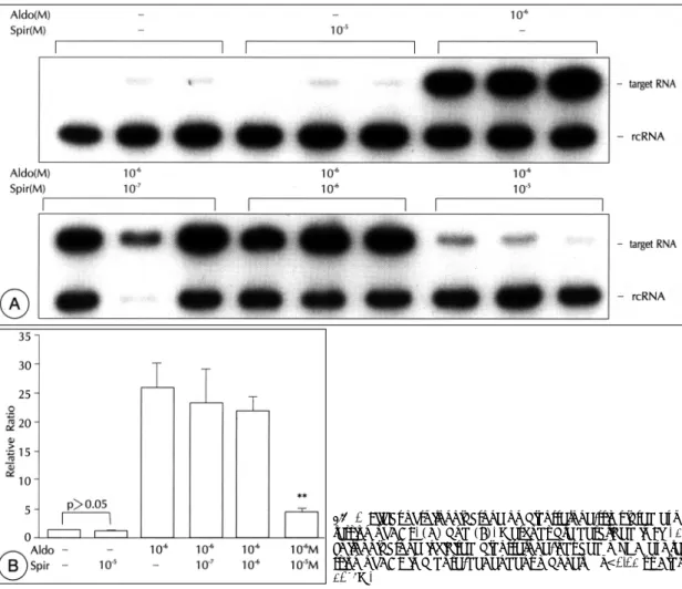 Fig. 5. Effect of spironolactone on aldosterone-stimulated exp- exp-ression of ACE. (A) and (B)