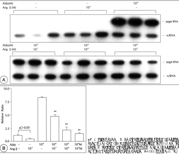 Fig. 6. Effect of Ang Ⅱ on aldosterone-stimulated expression of ACE. (A) and (B). Methods are described in Fig