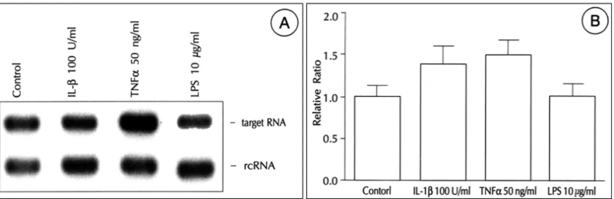 Fig. 7. Effect of cytokine IL-1b or TNF-a on ACE mRNA expression. 