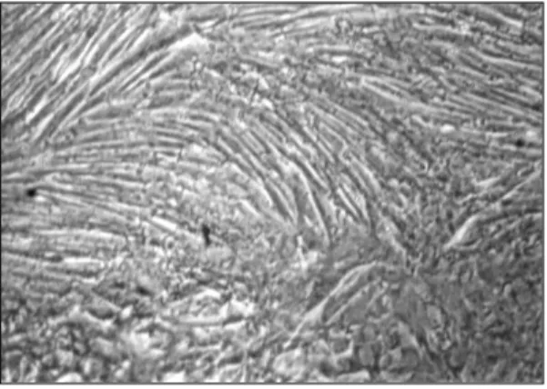 Fig. 1. 70-80% confluent state of vascular smooth muscle cells. Cells assumed a flattened, well spread morphology