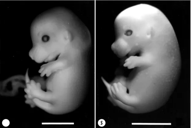 Fig. 2. External view of murine embryos at the 16th day of gestation. A：A normal embryo (CR length 17 mm) shows well developed eyes nose ears arms and legs