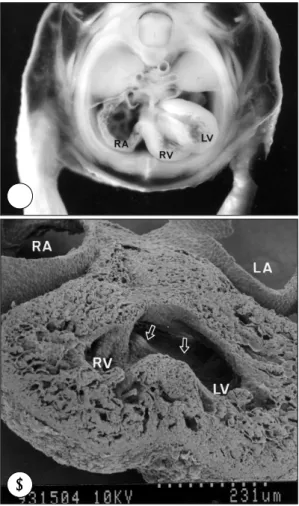 Fig. 6. A：Short axis section of the agar mount of the embryo. Section was made at the level of the thorax slightly lower than that of Fig