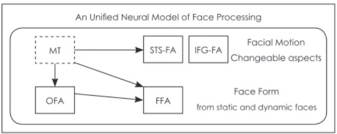 Fig. 2. The unified neural model of face processing. MT sends in- in-put to the dorsal face areas (i.e., STS-FA and IFG-FA) for facial  motion processing, and to the ventral face areas (i.e., OFA and  FFA) for structure-from-motion analysis