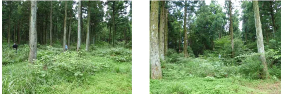 FIGURE 5. Landscape of the secure hideout forest for parturition(left: could be recognized  the  researchers  in  the  forest  from  outside),  and  of  the  nearby  forest  not  used  for 