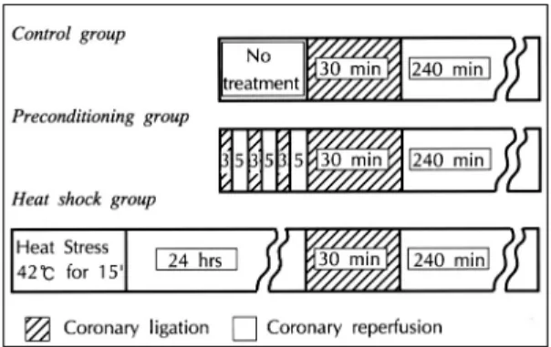 Fig. 2. Representative tracings from the poligraph illustrating observed changes. Scales is in millimeters and recording rate is 25 mm/sec