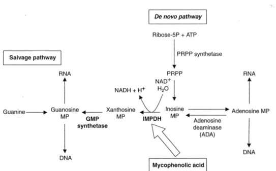 Fig.  1.  De  novo  and  salvage  pathways  of  purine  biosynthesis.  (Cited  from  Allison  AC  et  al.,  Ann  NY  Acad  Sci  1993;696:63-87.) 흡수된다