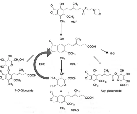 Fig. 2. Metabolic pathway for mycophenolate mofetil (MMF).