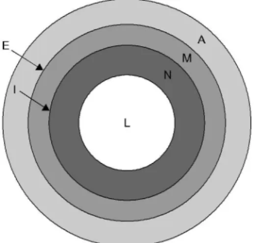 Fig. 1. Cross-sectional view of the carotid artery. A=Adventitia;