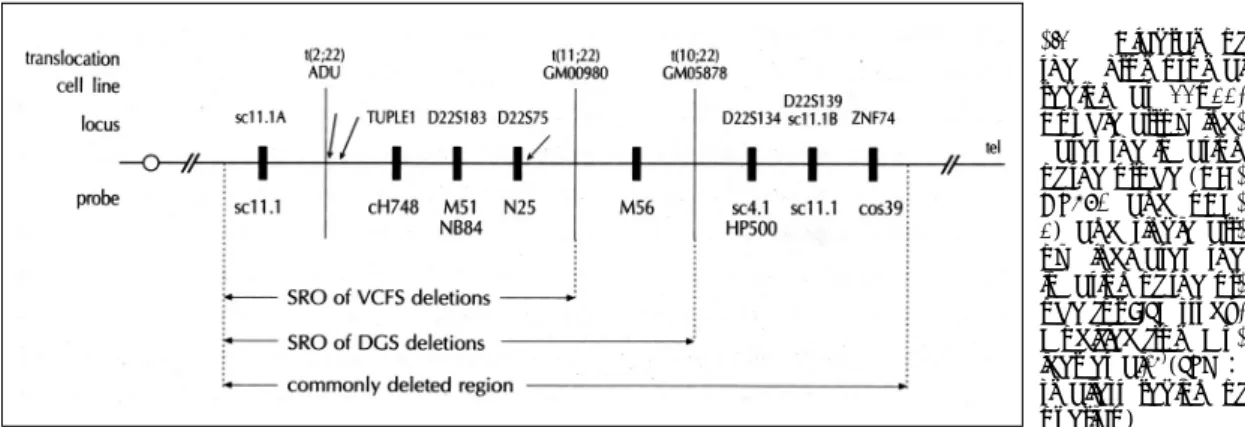 Fig. 1. Diagram of  the chromosomal  region at 22q11. 