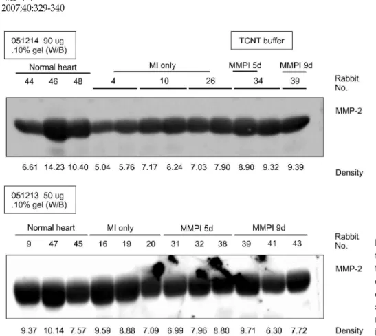 Fig. 5. MMP-2 expression from the infarcted heart tissue in the three experimental groups