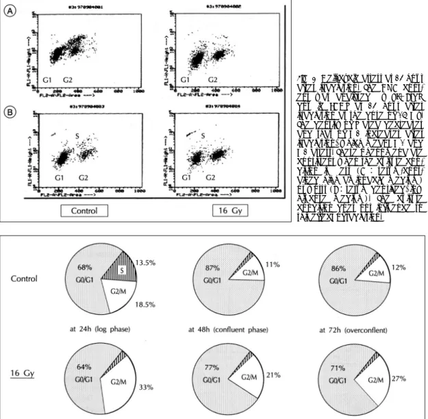 Fig. 8. Cell-cycle arrest at 24 hour  after irradiation. The DNA  cont-ent was analysed by PI＋BrdU  double FACS at 24 hour after  irradiation at the dose of 16 Gy