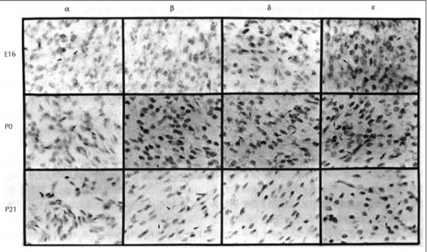 Table 1. The mRNA expression of PKC isoforms in the  developing and adult heart   