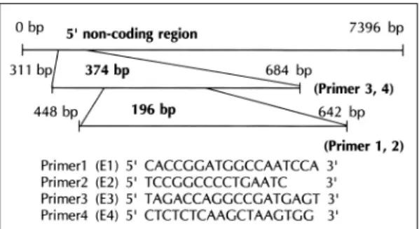 Fig. 1. Schematic drawing of Coxsackie B3 genome and sequence of primers for reverse transcription-polymerase chain reactions