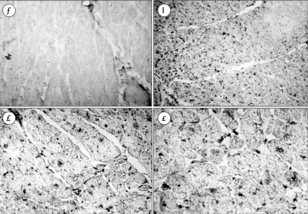 Fig. 4. Results of in situ reverse transcription-polymerase chain reactions of enterovirus
