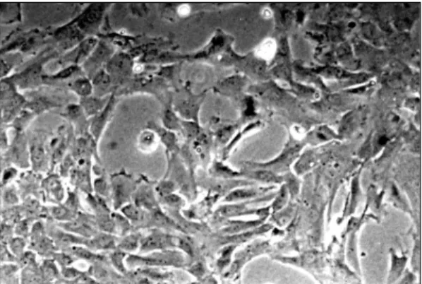 Fig. 1. 70-80% confluent state of vascular smooth muscle  cells. Cells assumed a flattened, will spread morphology