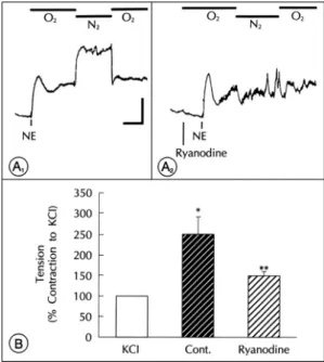 Fig. 18. Effect of ryanodine on response to hypoxia in pul- pul-monary arteries with endothelium