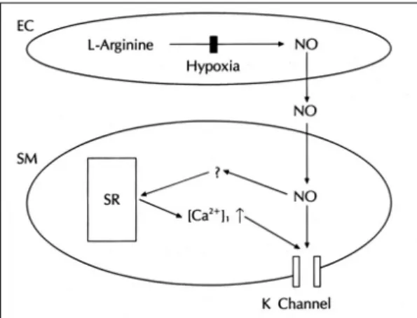 Fig. 19. A possible mechanism of hypoxic pulmonary vas- vas-oconstriction in rat pulmonary artery