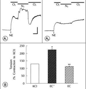 Fig. 1. Effect of hypoxia on contractile responses in rat pul- pul-monary arteries. A 1 , A 2 ：shows typical response to hypoxia in rings of pulmonary artery with (A 1 ) and without (A 2 )  en-dothelium