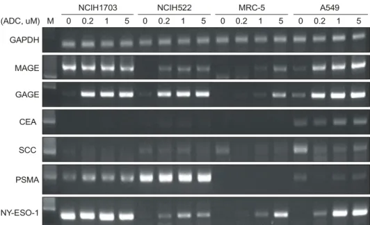 Fig. 6. Maintenance of cancer antigen  gene expression in  NCIH522 treated with ADC. NCIH522 treated with ADC (1  uM) for 2 days, and then cells were washed with PBS and  cultured in ADC-free medium for 5, 8, 11, 14 days