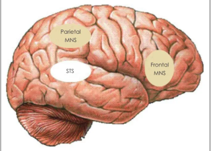 Fig. 1. The schematic view of the mirror neuron system. MNS :  mirror neuron system, STS : superior temporal sulcus (STS is not  al-ways regarded as “core mirror neuron system”) 