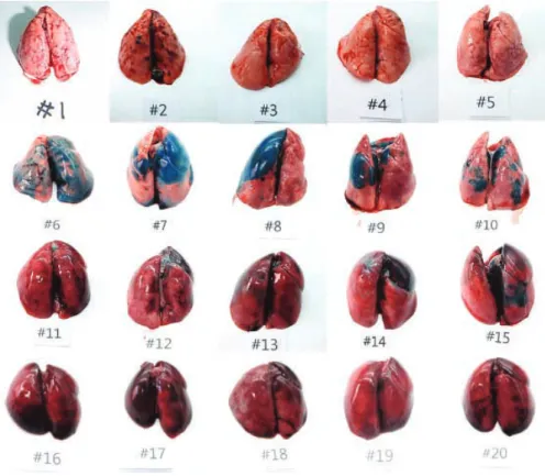 Fig. 2. Gross appearance of the animal lungs shows very different grade of dye diffusion depending on the experimental conditions.