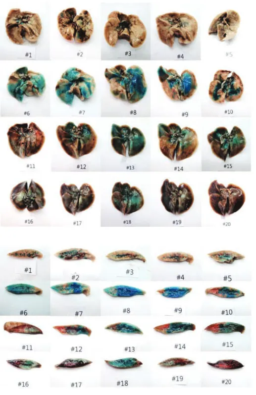 Fig. 3. Ventral surface of animal lungs shows similar pattern and grade of dye diffusion compared to dorsal surface on the experimental conditions (after formalin fixation).