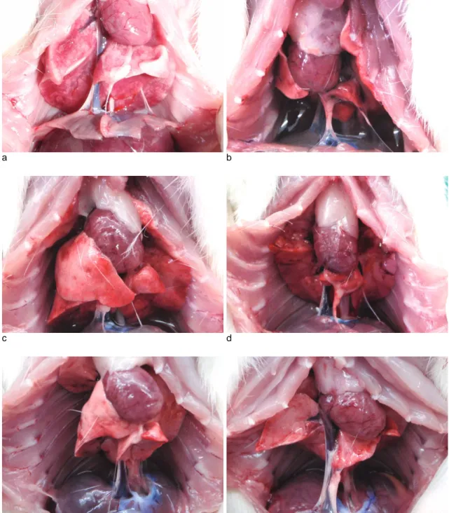 Fig. 1. Thoracic cage was opened to examine the volume of pleural effusion (a: seawater, 2 hr ; b: seawater, 20 hr ; c: postmortem, seawater, 20 hr ; d: freshwater, 2 hr ; e: freshwater, 20 hr ; f: postmortem, freshwater, 20 hr)