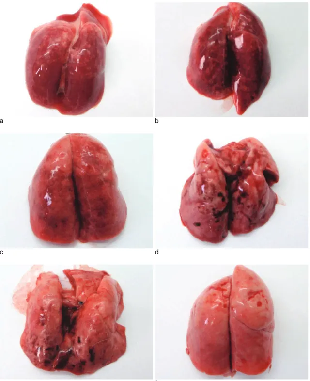 Fig. 3. Photograph shows ventral surface of the lung (a: seawater, 2 hr ; b: seawater, 20 hr ; c: postmortem, seawater, 20 hr ; d: