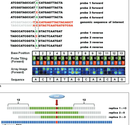 Fig. 1. Sequencing array design. Eight 25-mers are tiled to probe each individual base pair