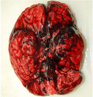 Fig. 2. Multiple contusions were observed on the head and neck. 