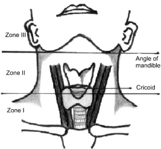 Fig. 1. Zones of neck for trauma. 었고  후벽(posterior  wall)에는 횡으로 약 4  mm가 천공되어  있었다.  Satzinsky  겸자로 파열부위를 포함해서 좌측 총경 동맥을  물은  다음  8-0  인조사로  전벽의  손상부위를  연속  봉합하였고 후벽의 천공부위는 후벽이 보이게끔 좌측 총 경동맥을  돌린  다음  8-0  인조사로  연속  봉합하였다(Fig