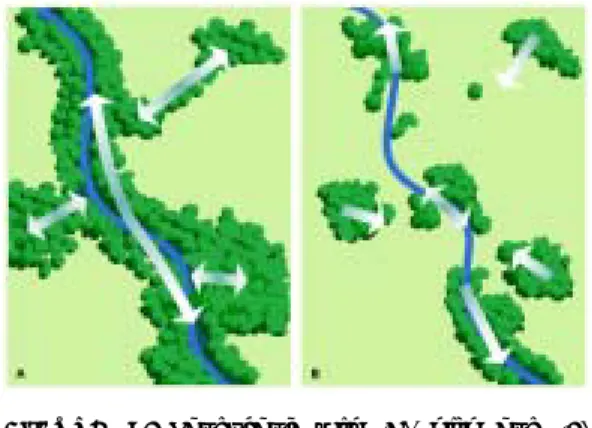 FIGURE  9.  Landscape  with  (A)  high  and  (B)  low  degrees  of  connectivity  [Source;  USDA,  2001] 결    론 본  연구에서는  낙동강  유역을  대상으로  경관 지수를  이용하여  시계열적인  산림경관의  구조적  패턴을  정량적으로  분석함으로써,  산림생태계의  건전성  평가  및  관리계획  수립을  위한  기초정보 를  제공하고자  하였으며,  연구결과를  