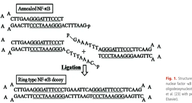 Fig. 1. Structure of ring type- type-nuclear factor -κB (NF-κB) decoy  oligodeoxynucleotide (From Kim  et al