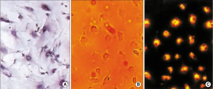 Fig. 6. Inhibiton of agonists-induced [Ca 2+ ] i  increase on  increasing [K + ] o  from 6 to 12 mM