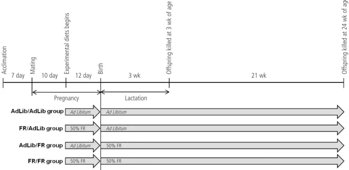 Fig. 1. Study design. Nine-week-old male and female Spraque-Dawley rats were used in this study