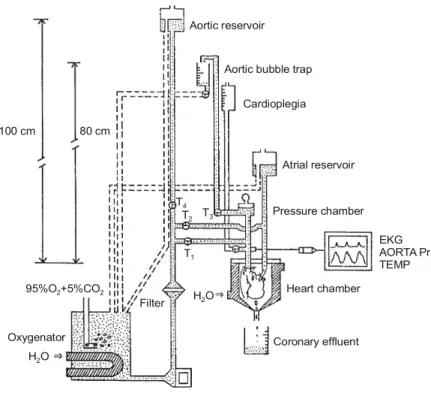 Fig. 1. Modified isolated working heart model. The rat heart was cannlated via aorta and left atrium and  maintained in a thermostatically controlled chamber  (Heart Chamber)