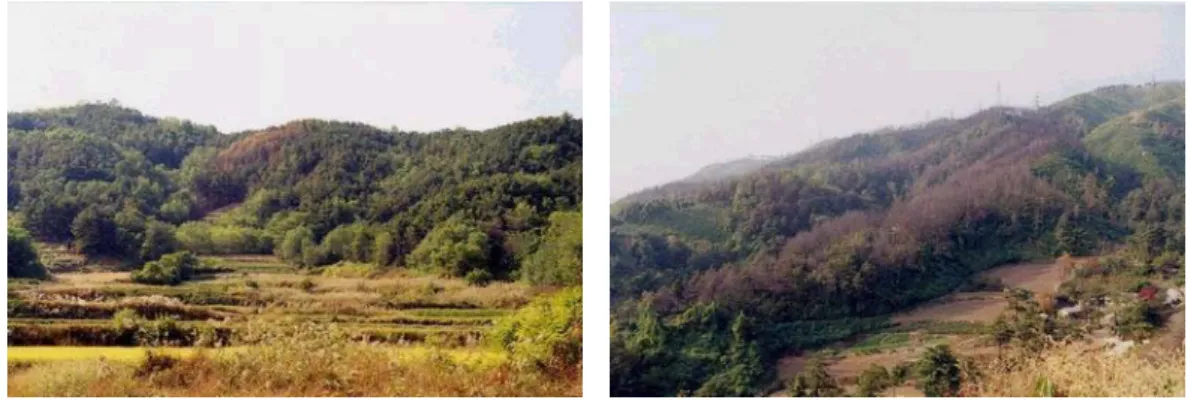 FIGURE  5.  Spread  type  of  forest  fire  by  aspect  length임상의  연속성에  의한  산불확산  경향은  피해지역의  임상이  침엽수이고  점유면적이  넓을수록 피해면적이  커지는  경향이  있으며,  연속된  임상이  활엽수이거나  혼효림일  경우  더  이상  확산되지  못하는  경향이  많았다