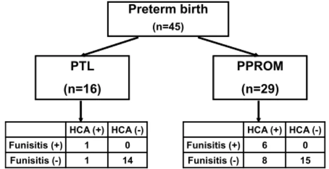 Fig. 1. Flowsheet of patient enrollment. PTL, preterm labor with intact  membranes; PPROM, preterm premature rupture of membranes; HCA,  histologic chorioamnionitis.전 조기양막파열을 적절히 치료하고 예방하는 것이 중요하지만, 그 원인과  발생기전은  매우  다양하며 아직까지  명확하게 밝혀지고  있지  않다