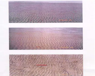 FIGURE  10.  Terrestrial  photo  of  Class  III  area(sand  flat)