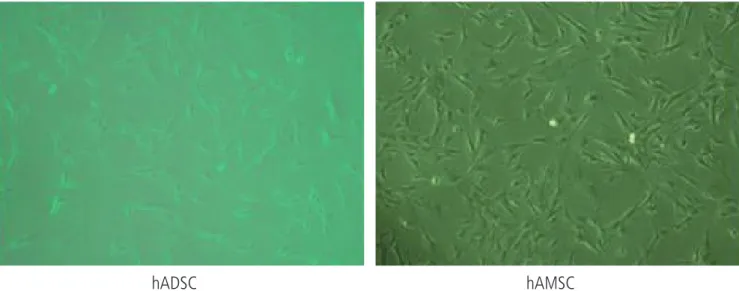 Fig. 1. The cell morphology hAMSC and hADSC. Photographs were taken under phase microscope (×100)