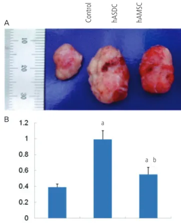 Fig. 5. Effects of hAMSC and hADSC injection on the tumor growth  in  vivo. (A) Effect of hASCs cotransplantation on tumor growth from  xeno-transplanted H460 cells