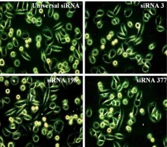 Fig. 4. Effects of siRNA on p53 expressions in SiHa cell line. 