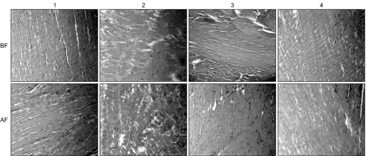 Fig. 1. H&amp;E stain of fixed bovine pericardium (×100). Glutaraldehyde±various solvents