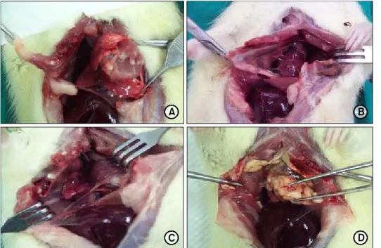 Fig. 1. These photographs show  gross findings of the pleural  cavity at necropsy. (A) The  pleu-ral cavity of the control group  was normal