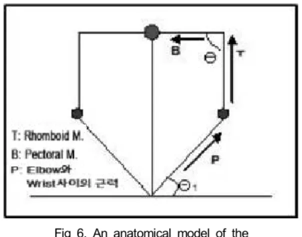 Fig 5. An anatomical model of the human body - static