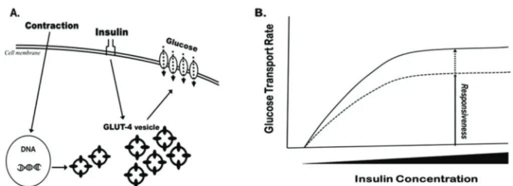 Fig. 4. Insulin responsiveness.