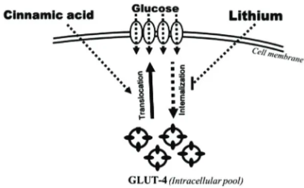 Fig. 5. Effect of cinnamic acid and lithiumon GLUT4  trafficking in skeletal muscle.